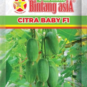 Mentimun CITRA BABY F1