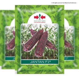 Jagung JANTAN