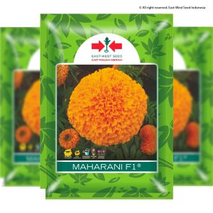 Marigold MAHARANI 100 Biji