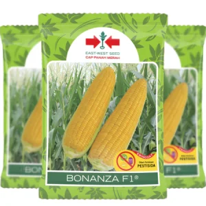 Jagung Manis Bonanza F1