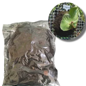 MOS HITAM / AKAR KADAKA